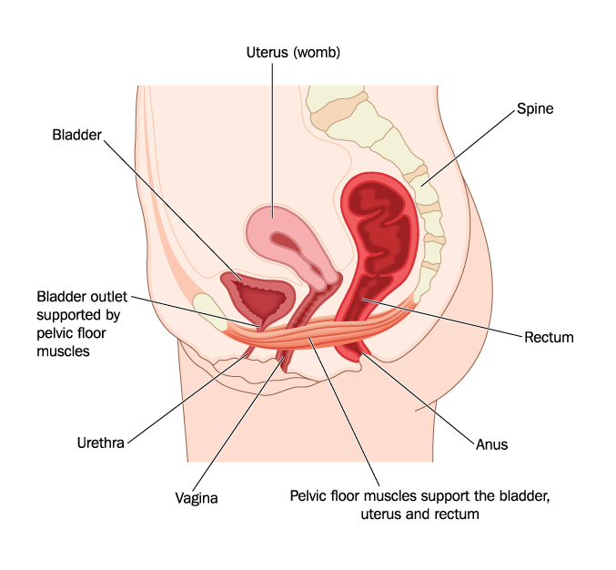 Why A Tight Pelvic Floor Is Not A Strong Pelvic Floor Womankind