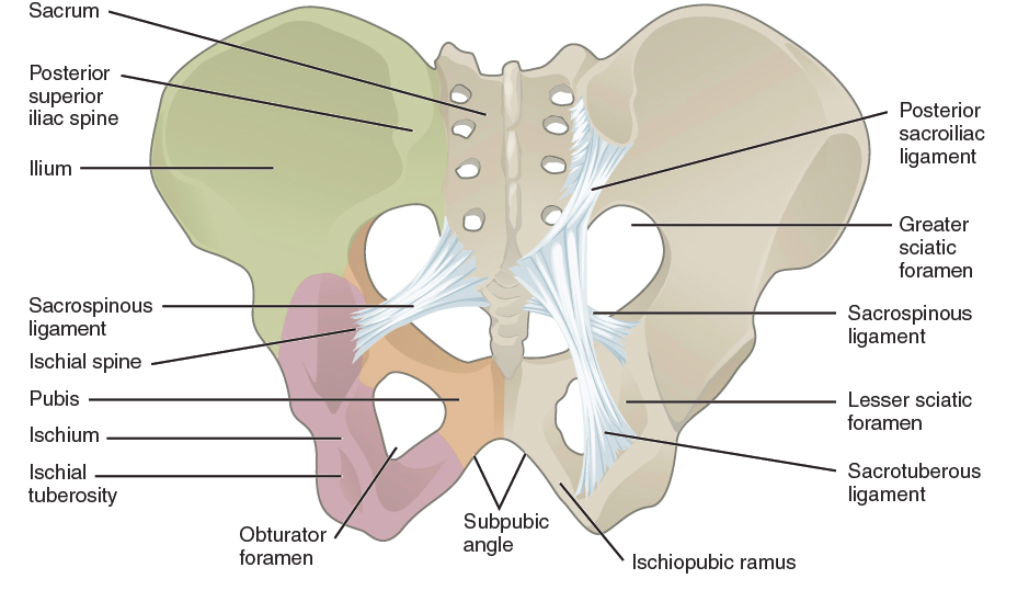 Pelvic Girdle Pain: What, Where, When, Who, Why and How to manage it. -  Womankind Physiotherapy